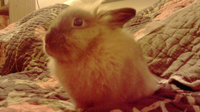 Close up of Betsy. She was obvi the star of the evening. 