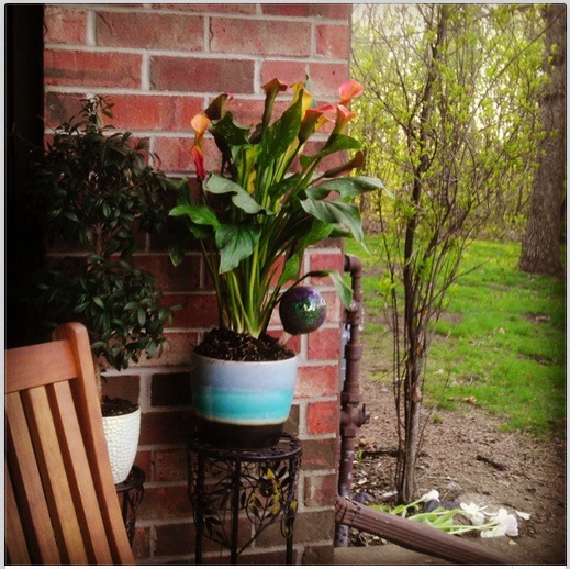 WUT. Calla Lilies are the color of humid summer sunsets? 