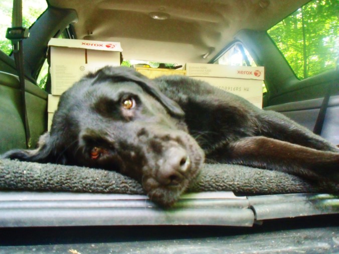 Go home, dog. You are drunk. 