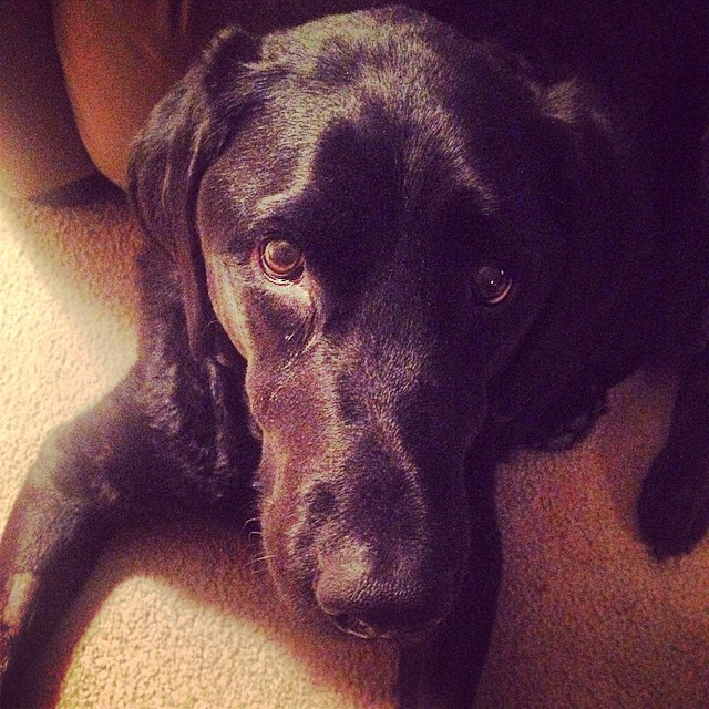 This was taken earlier tonight. He knows something's awry. Just look at those eyes. 