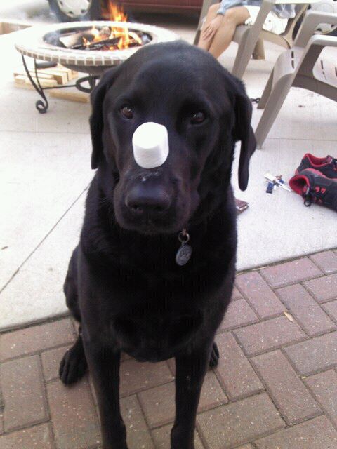 He's patient, but not coordinated. I think I've seen him catch four out of about fifty treats that rested on his nose. 